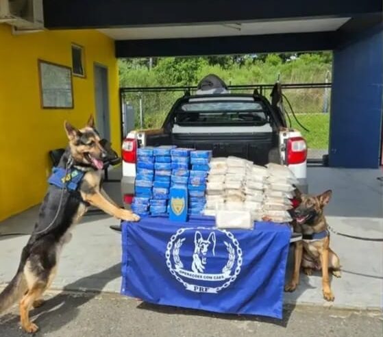 Com auxílio de cães farejadores, PRF apreende carga de cocaína em Balsa Nova