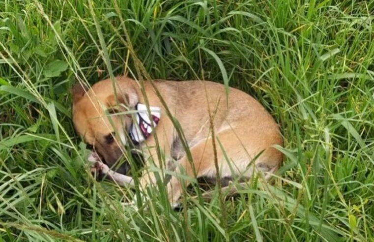 Cachorro é resgatado após ficar ao lado do corpo do dono atropelado, na BR-277