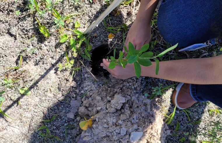 Com distribuição recorde, Paraná vai alcançar 10 milhões de mudas plantadas em 2024