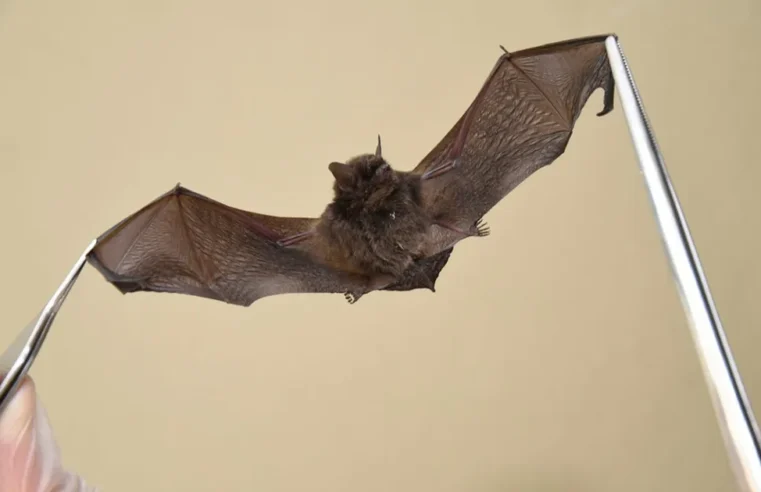 Zoonoses alerta população sobre os riscos dos morcegos em PG