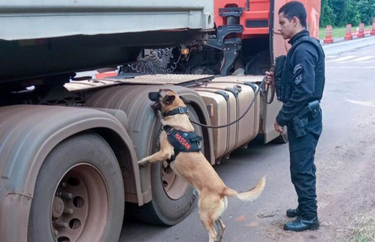 Vinte cães policiais reforçam operações da Polícia Penal do Paraná