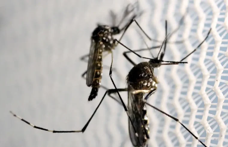 Casos graves de dengue podem causar hepatite e insuficiência renal