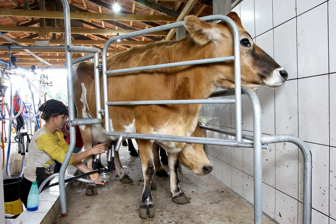 Com números recordes, Paraná lidera aumento da produção de frangos, suínos e ovos em 2023
