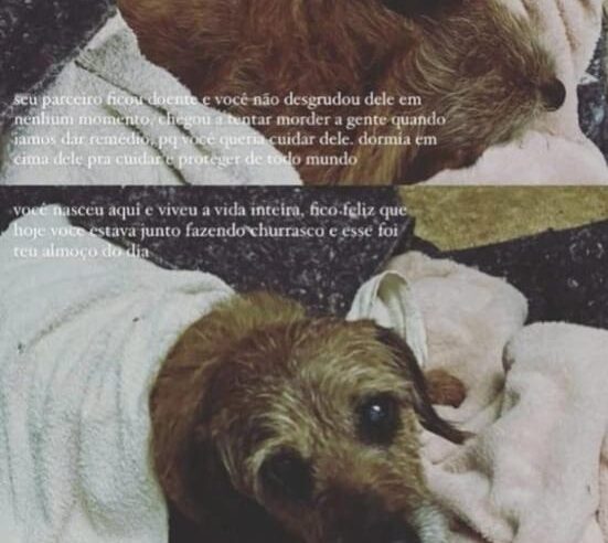Moradora de Olarias relata morte de cachorro por linha de cerol e alerta população