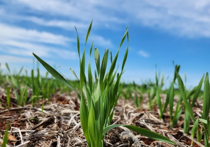 Cultivo de cevada em Arapoti abrange mais de 65% da área total assistida