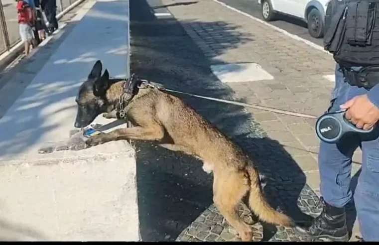 Cão da GM encontra drogas no Parque Ambiental e Terminal Central, em PG