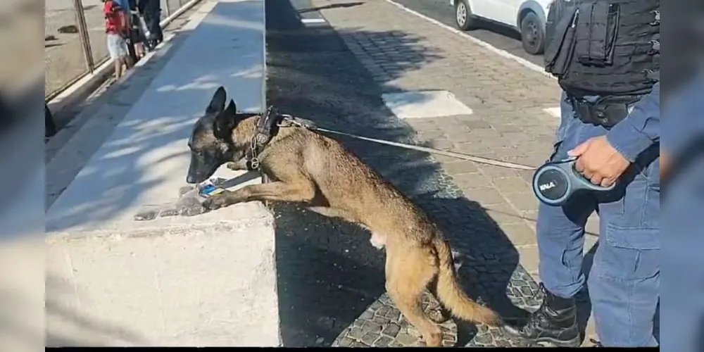 Cão da GM encontra drogas no Parque Ambiental e Terminal Central, em PG