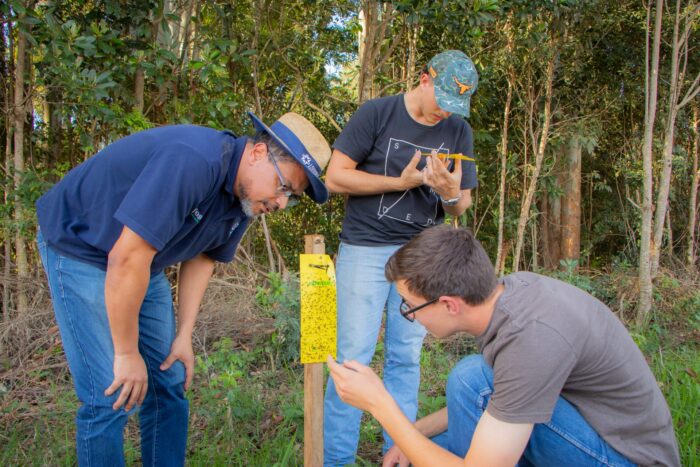 Pesquisa da UEPG alerta agricultores sobre manejo da cigarrinha-do-milho