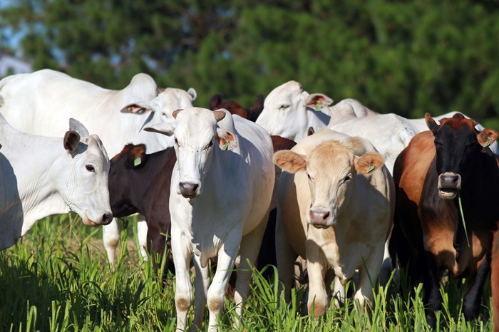Produtores paranaenses têm mais uma semana para atualizar cadastro de rebanho