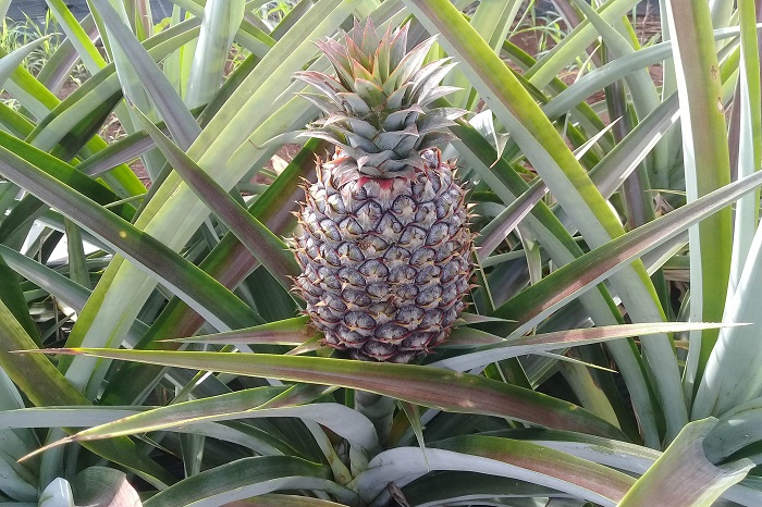 Abacaxi orgânico é aposta de produtores paranaenses