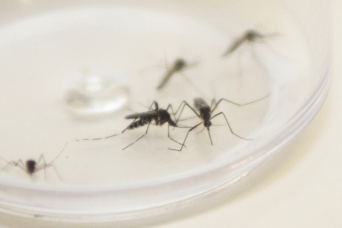 PARANÁ REGISTRA 610 MORTES PELA DENGUE EM UM ANO