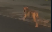 VÍDEO: possível abandono de cachorro na região do campus de Uvaranas causa comoção, em Ponta Grossa