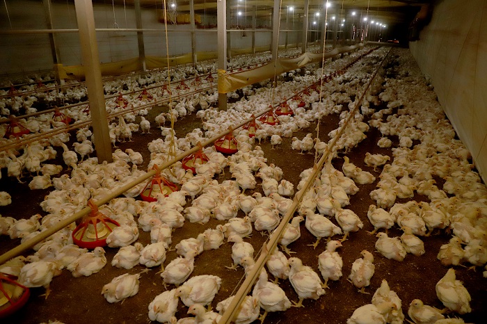 Emergência contra a gripe aviária segue por mais 180 dias