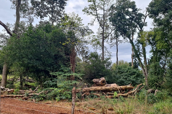 OPERAÇÃO REMOTA RESULTA EM MULTAS POR DESMATAMENTO ILEGAL