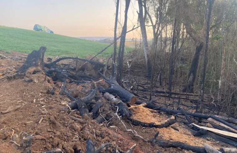 PIRAÍ DO SUL: PROPRIETÁRIO RURAL É MULTADO EM R$ 35 MIL POR DESTRUIÇÃO DE VEGETAÇÃO NATIVA DA MATA ATLÂNTICA