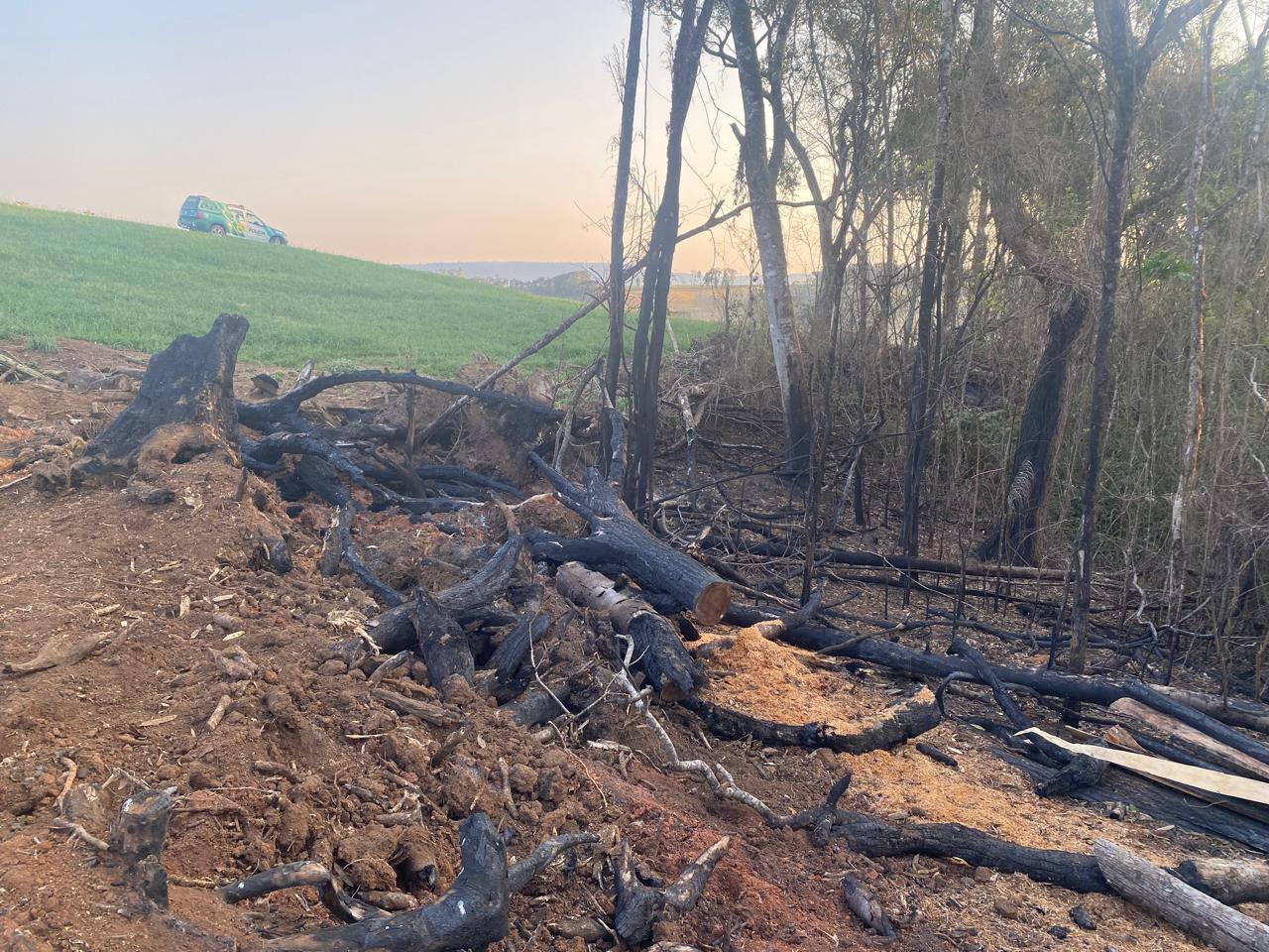 PIRAÍ DO SUL: PROPRIETÁRIO RURAL É MULTADO EM R$ 35 MIL POR DESTRUIÇÃO DE VEGETAÇÃO NATIVA DA MATA ATLÂNTICA