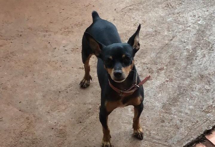 HOMEM MATA CACHORRINHO E AMEAÇA DONA