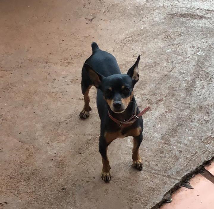 HOMEM MATA CACHORRINHO E AMEAÇA DONA