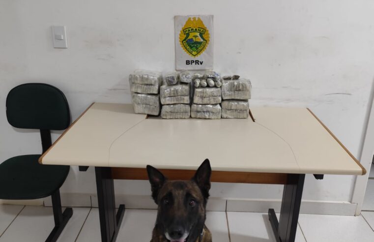 HOMEM É PRESO COM MAIS DE 10 KG DE MACONHA DURANTE OPERAÇÃO EM PIRAÍ DO SUL