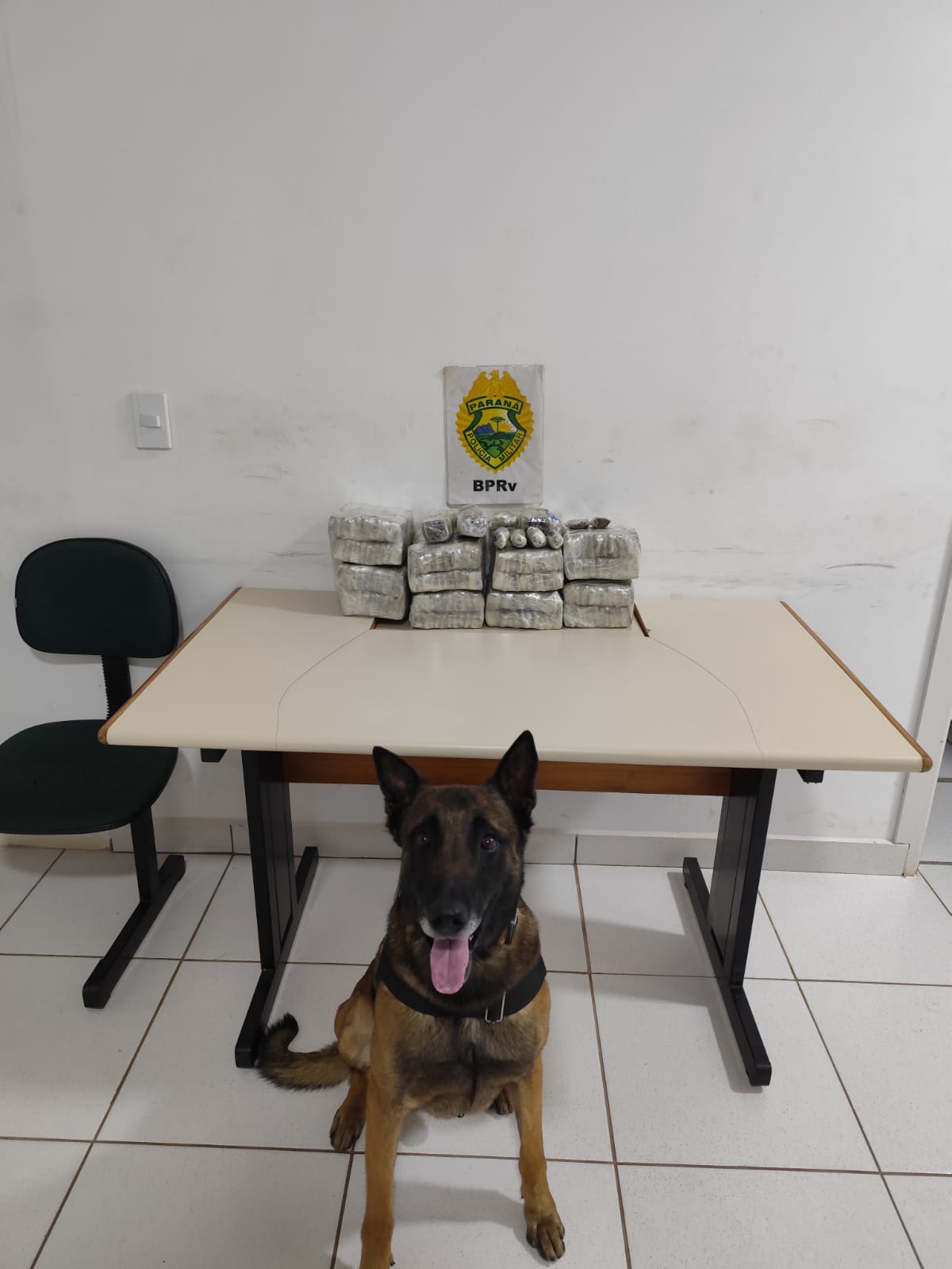 HOMEM É PRESO COM MAIS DE 10 KG DE MACONHA DURANTE OPERAÇÃO EM PIRAÍ DO SUL