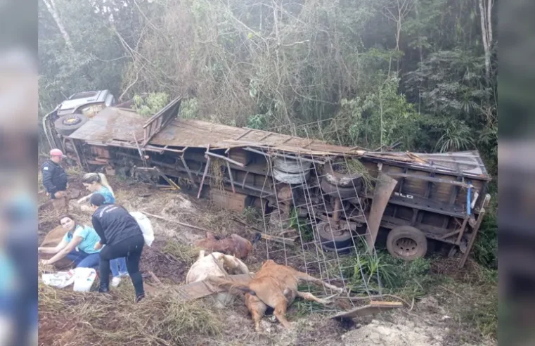 Caminhão tomba e mata seis animais em rodovia no PR