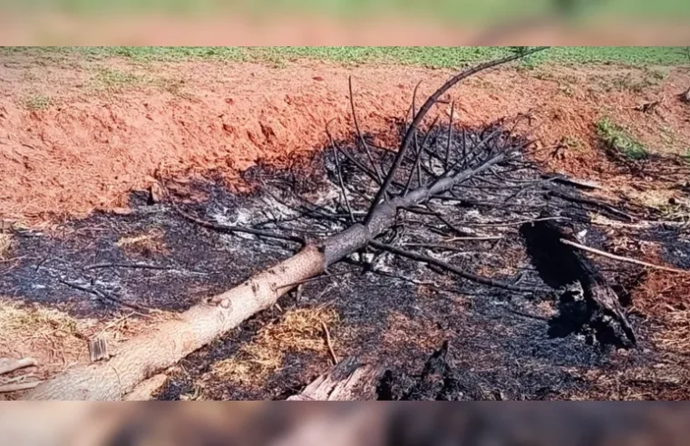 Homem é multado em R$ 48 mil por crime ambiental em Imbituva