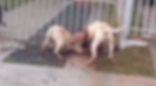 Pitbulls atacam cãozinho dentro de casa no Jardim das Flores em Ponta Grossa; vídeo causa revolta