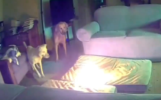 VÍDEO: cão travesso provoca explosão e incendeia casa ao roer carregador de celular
