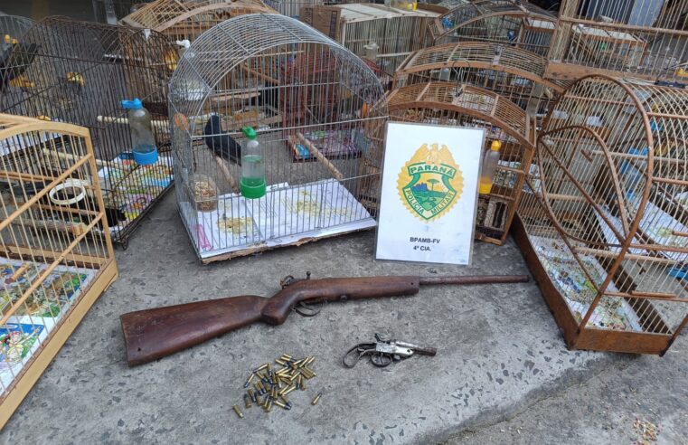 IRATI: POLÍCIA AMBIENTAL APREENDE 33 PÁSSAROS SILVESTRES E ARMAS EM RESIDÊNCIA NO BAIRRO LAGOA