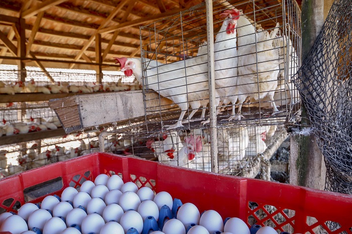 PARANÁ EXPORTA OVOS PARA 36 PAÍSES