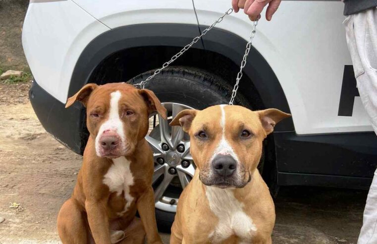 POLÍCIA RESPONSABILIZA TUTORA DE PITBULLS QUE MATARAM CACHORRO DE VIZINHO (VÍDEOS)