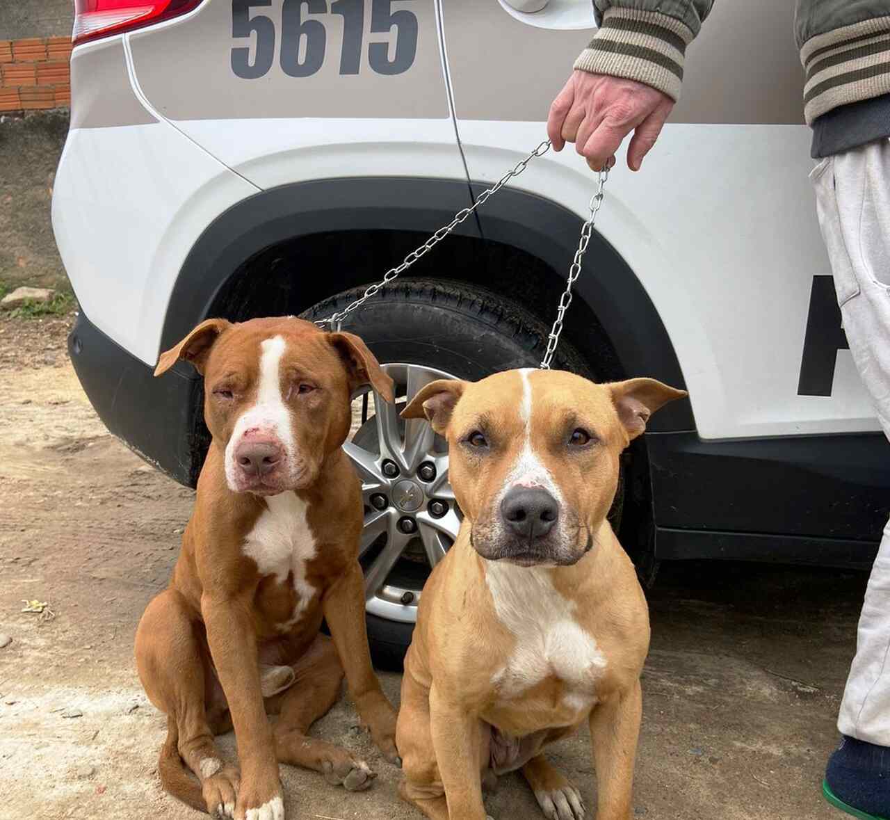 POLÍCIA RESPONSABILIZA TUTORA DE PITBULLS QUE MATARAM CACHORRO DE VIZINHO (VÍDEOS)