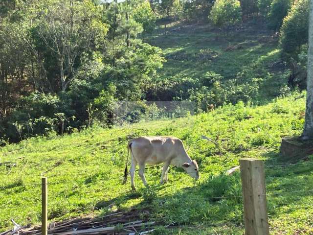 CHOCANTE: ANIMAL É MORTO E ESQUARTEJADO EM PROPRIEDADE