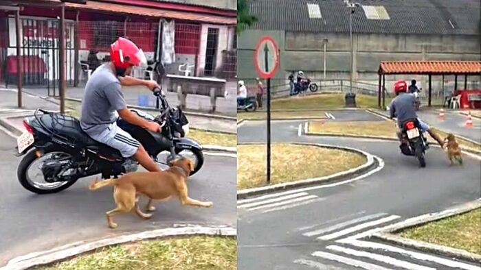 HOMEM É ATACADO POR CÃO E QUEBRA CLAVÍCULA