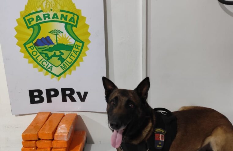 MULHER É PRESA COM MAIS DE 11 KG DE MACONHA EM ÔNIBUS NA PR-151