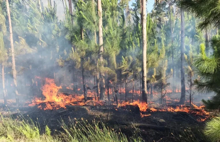 PRODUTOR RURAL TEM 50 TONELADAS DE ERVA-MATE QUEIMADAS EM INCÊNDIO