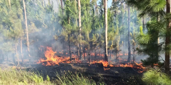PRODUTOR RURAL TEM 50 TONELADAS DE ERVA-MATE QUEIMADAS EM INCÊNDIO