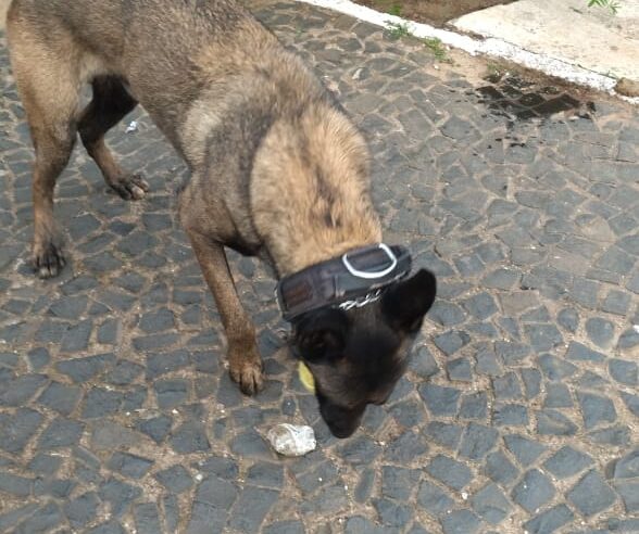 CÃO FAREJADOR BOLT ENCONTRA DROGA ESCONDIDA NO PARQUE AMBIENTAL