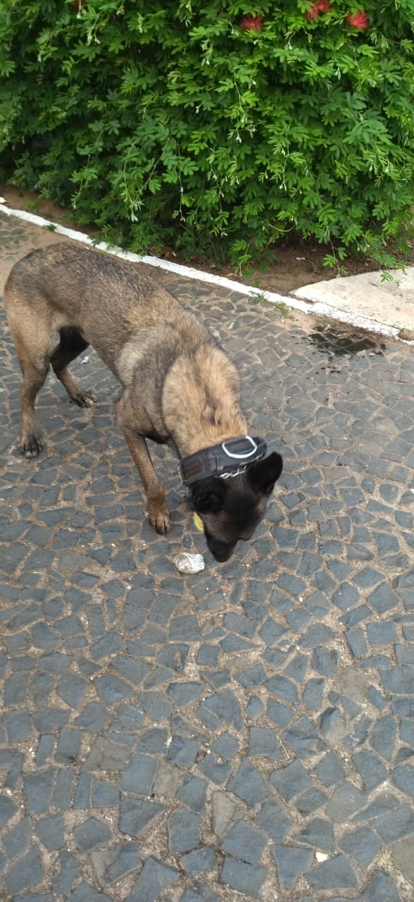 CÃO FAREJADOR BOLT ENCONTRA DROGA ESCONDIDA NO PARQUE AMBIENTAL