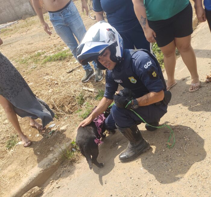 GCM RESGATA CÃO DURANTE INCÊNDIO NO SANTA MÔNICA