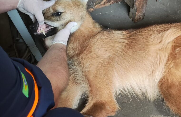 IKA, POLÍCIA AMBIENTAL E CORPO DE BOMBEIROS RESGATAM LOBO-GUARÁ EM AÇÃO CONJUNTA NO DISTRITO INDUSTRIAL (VÍDEO)