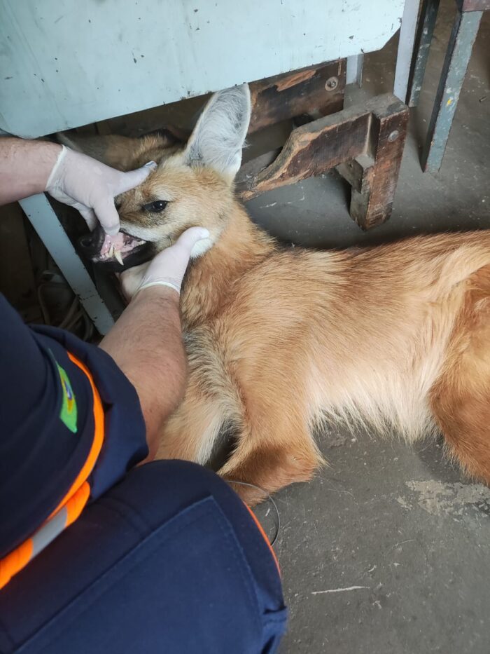 IKA, POLÍCIA AMBIENTAL E CORPO DE BOMBEIROS RESGATAM LOBO-GUARÁ EM AÇÃO CONJUNTA NO DISTRITO INDUSTRIAL (VÍDEO)