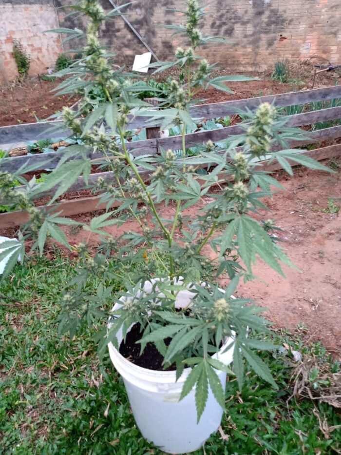POLÍCIA CIVIL DE SENGÉS E DE PONTA GROSSA, NO DIA DE HOJE, PRENDEM EM FLAGRANTE CIDADÃO POR TRÁFICO DE DROGAS