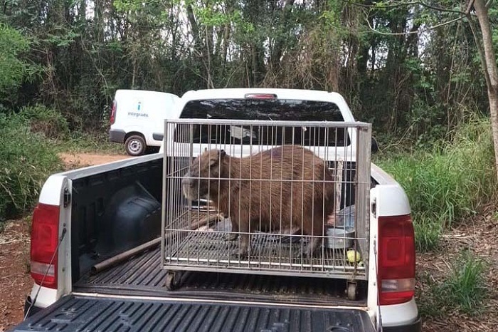 CAPIVARA E GATO-MOURISCO SÃO DEVOLVIDOS À NATUREZA