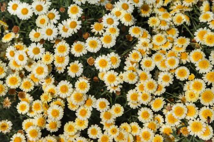 FLORICULTURA PARANAENSE TEM CRESCIMENTO DE 15,2%