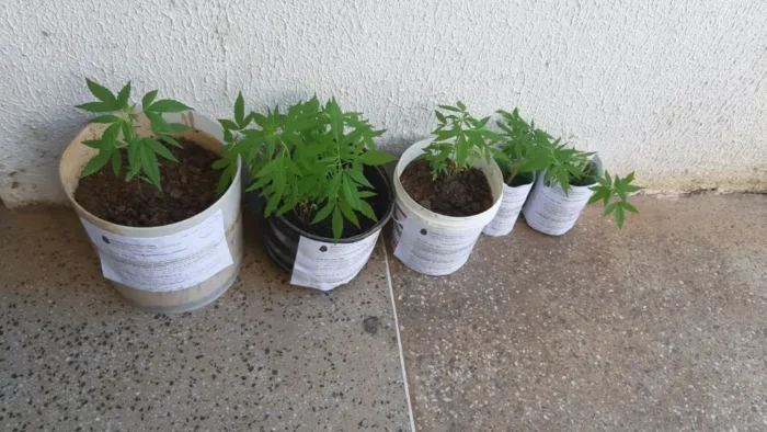 HOMEM É PRESO POR CULTIVAR MACONHA EM VASOS NA AVENIDA SIQUEIRA CAMPOS, UVARANAS