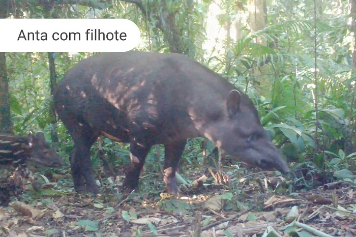 ÁREAS DA COPEL ABRIGAM GRANDES MAMÍFEROS AMEAÇADOS DE EXTINÇÃO