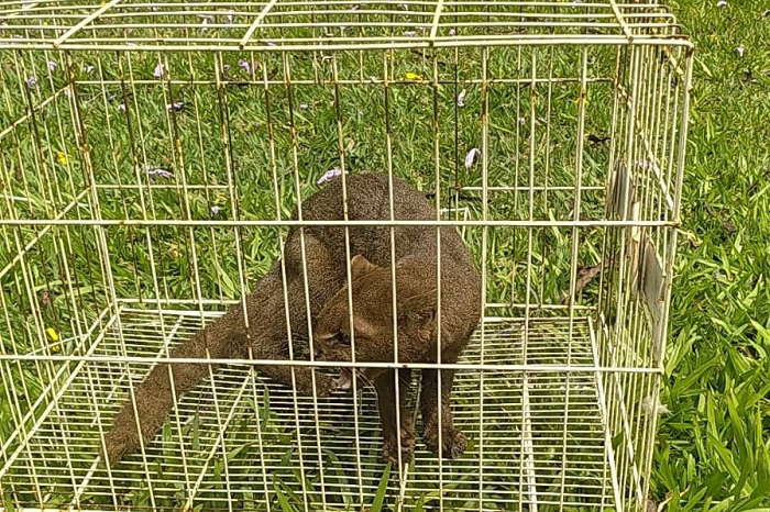 CAPIVARA E GATO-MOURISCO FORAM DEVOLVIDOS À NATUREZA EM CAMPO MOURÃO