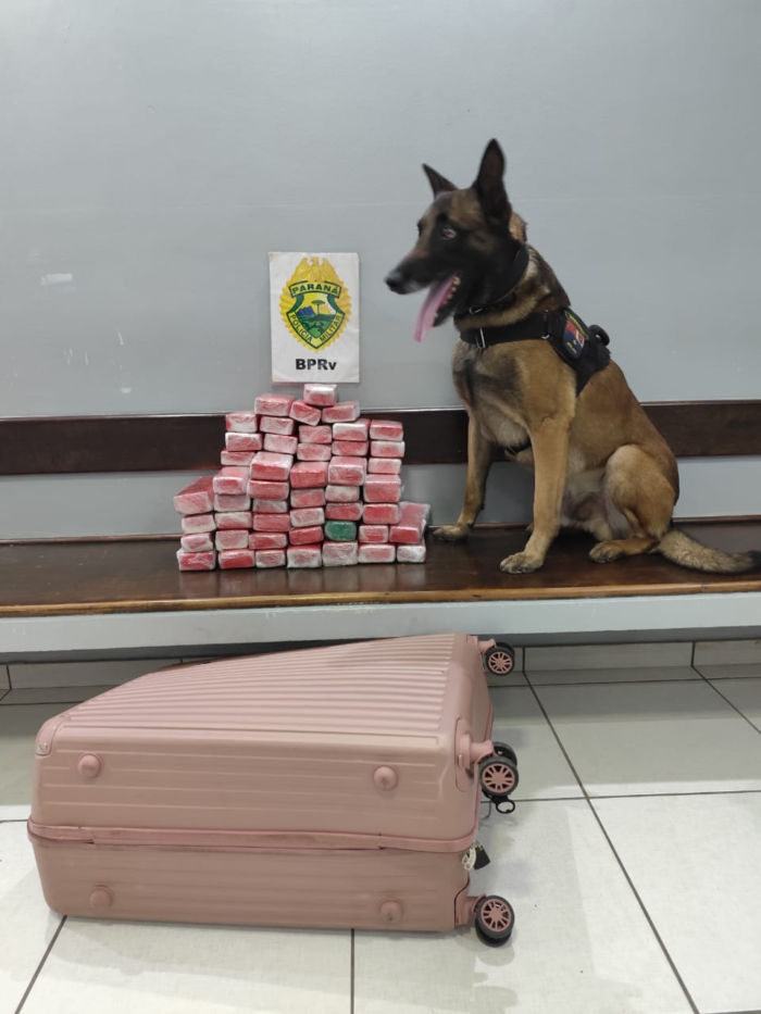 HOMEM É PRESO COM 23 KG DE MACONHA EM ÔNIBUS EM GUARAPUAVA