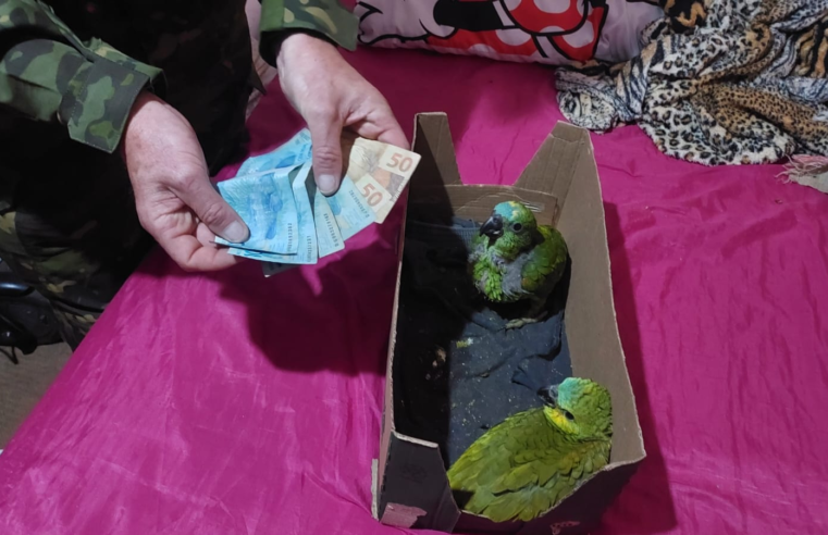 MULHER É PRESA EM PONTA GROSSA POR TRÁFICO DE ANIMAIS SILVESTRES E MAUS TRATOS